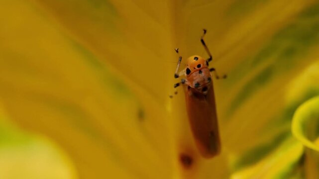 Orange Leafhopper, Bothrogonia addita on yellow leaf of Codiaeum Variegatum
