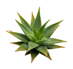 Cultivating aloe vera plants at home gardening guide isolated on transparent background