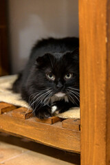 Black long-haired cat resting on wooden indoor surfaceBlack long-haired cat resting on wooden indoor surface