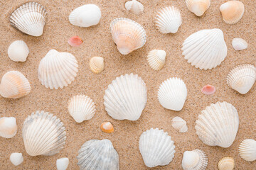 Different beautiful colorful sea shells on light brown dry sand background. Closeup. Seashells pattern. Top down view.