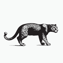jaguar on a white background