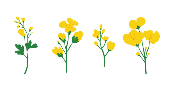 Hand drawn rapeseed flowers isolated on white background. Blooming canola plants.