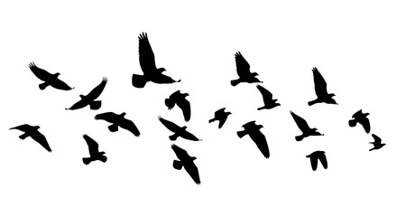 A flock of black birds in flight forming a V shape against a plain white background with a minimalist silhouette composition.