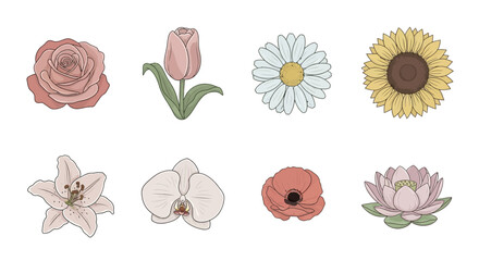a variety of colorful flowers including roses, tulips, daisies, sunflowers, lilies, orchids, poppies, and lotuses on white background, digital illustration