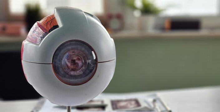 A detailed model of an eye is showcased on a stand in a bright office concept