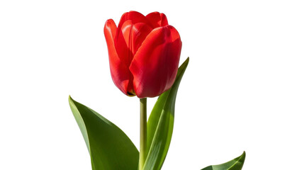 Fototapeta premium Red Tulip Flower on a Transparent Background, PNG Image