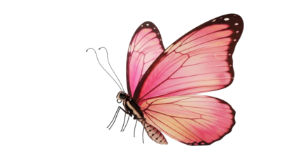 Pink Butterfly on Transparent Background PNG Image for Valentine's