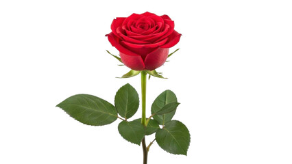 Fototapeta premium Red Rose with Green Leaves on a Transparent PNG File