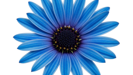 Radiant Blue Daisy Flower on a Transparent PNG File