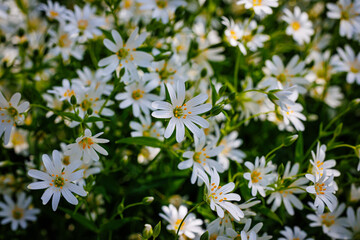Beautiful White flowers Rabelera holostea ( Stellaria holostea) in forest. Wild white greater stitchwort addersmeat blooms in meadow. Summer landscape nature background with beautiful wild flowers.