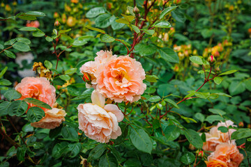 Roses Bloom in a Garden During the Spring Season With Green Leaves Surrounding the Flowers