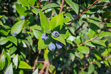Dark blue ripe honeysuckle berries (Lonicera caerulea) on bush with green leaves in herbal garden near church