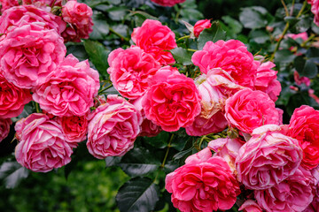 Roses Blooming in a Garden During the Afternoon Near a Pathway Surrounded by Greenery