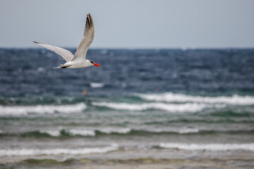 Fototapeta premium Caspian tern flying low over rough sea waves along Red Sea coast in Egypt, powerful seabird in motion against marine background