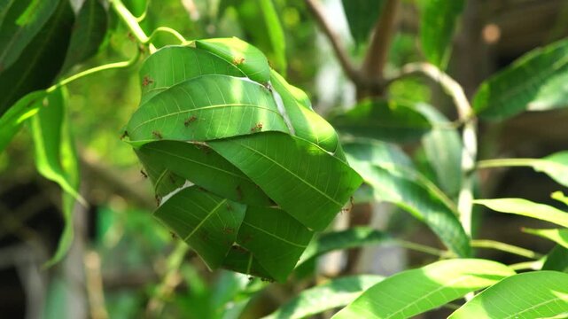 Realtime footage displays the nest of Oecophylla smaragdina or weaver ants on a tree blown by a gentle breeze.