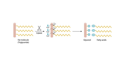 Fat Molecule, triglyceride, Lipid Digestion. Lipase enzyme catalyzes the hydrolysis of fats to Fatty Acids And Glycerol. Colorful scientific diagram. Vector Illustration.