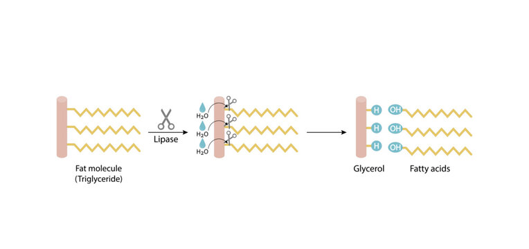 Fat Molecule, triglyceride, Lipid Digestion. Lipase enzyme catalyzes the hydrolysis of fats to Fatty Acids And Glycerol. Colorful scientific diagram. Vector Illustration.