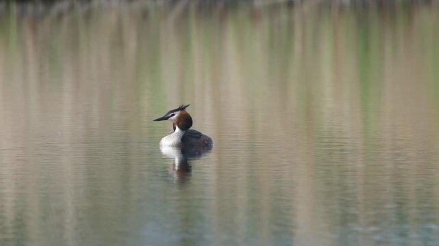 Great Crested Grebe, Podiceps cristatus, bird on marshes