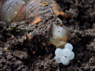 Snail egg laying. Cornu aspersum