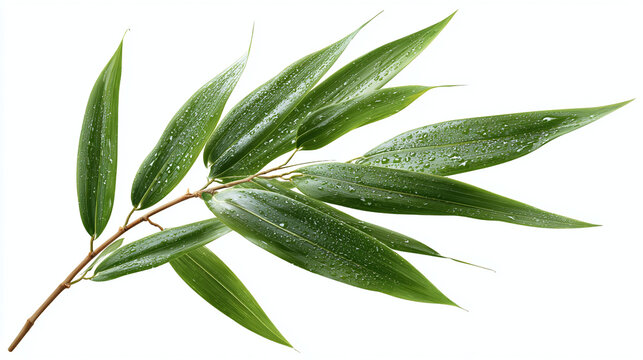 A close-up shot of vibrant green bamboo leaves showcasing the elegance of nature, the leaves are crisp and clean with tiny water droplets