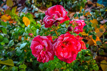 Roses Covered in Frost in a Garden During Cold Morning Hours in Late Autumn