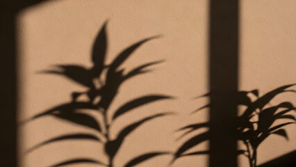 Shadow of plant against wall illuminated by sunlight during bright sunny day