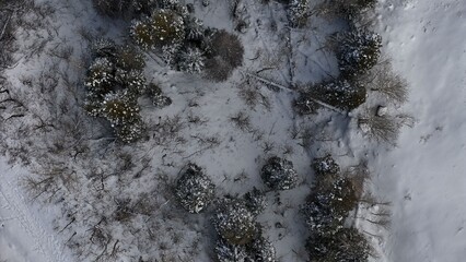 Aerial view of snow-laden evergreens and barren trees create a textured mosaic across the winter landscape, a stark contrast of white and dark tones, Mesa, Colorado, United States.