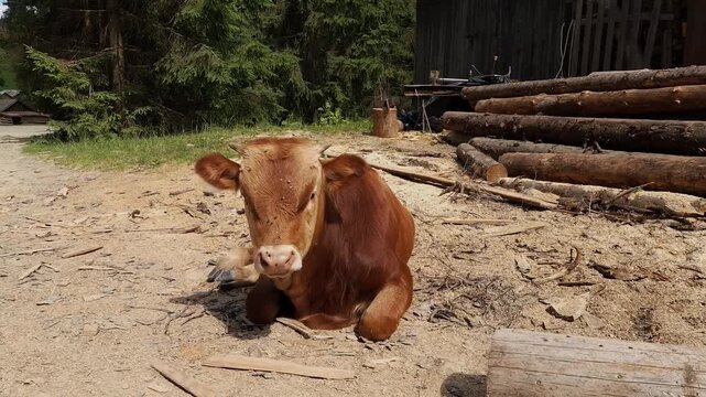 A cute, reddish-brown calf sitting patiently on sandy ground near a stack of wooden logs and a forest line. The calf looks around and then opens its mouth in a distinct, loud moo or bellow
