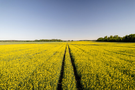 Aerial view of a vibrant yellow field with parallel tracks cutting through, contrasting against the clear blue sky, Vasteras, Vastmanland County, Sweden.