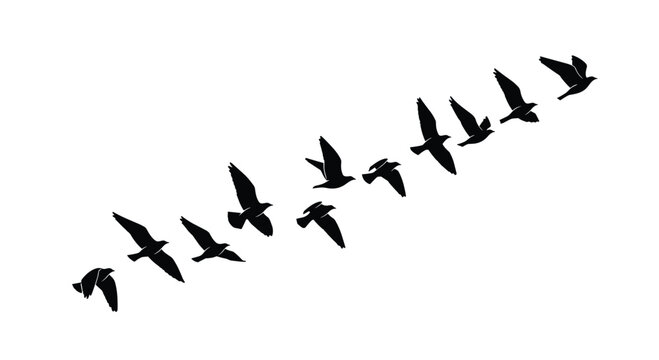 Black Silhouette Vector of a Flock of Flying Birds in V-Formation or Diagonal Group Isolated on a White Background