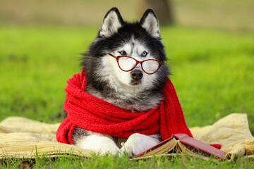 Cute husky dog with warm scarf and book lying on blanket in autumn park © Pixel-Shot