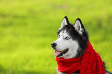 Cute husky dog with warm scarf in autumn park © Pixel-Shot