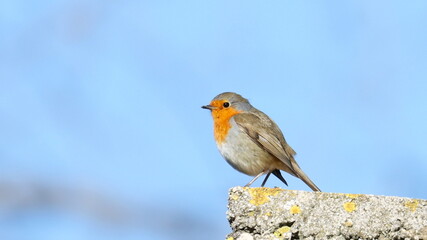 European Robin, Erithacus rubecula, birds of Montenegro	