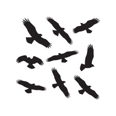 Obraz premium Flying Hawk Silhouettes Collection,Flying Hawk Silhouettes,Vector Hawk Silhouettes,Bird of Prey Flight Silhouettes,hawk vector
