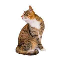 młody kot na białym tle