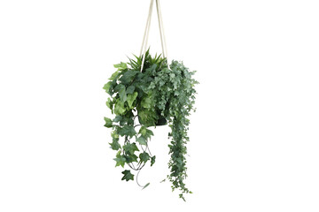 Green hanging plant with trailing vines isolated on white background