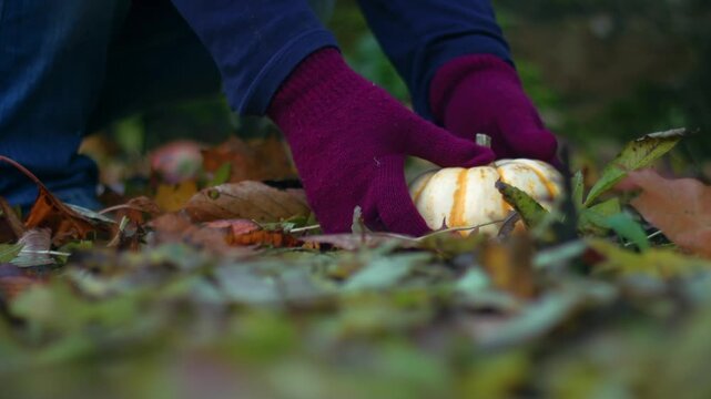 Woman finds pumpkin squash in autumn leaves garden