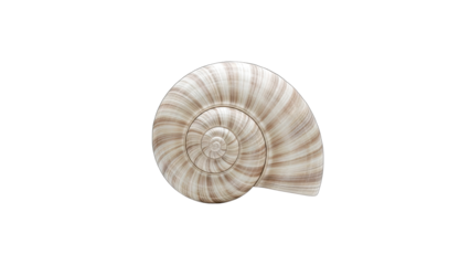 Spiral Seashell Isolated on White Background