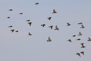 goldfinch