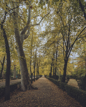 View of a tree-lined path ablaze with autumnal hues, leaves blanketing the ground in a warm embrace, inviting a stroll in Aranjuez, Comunidad de Madrid, Spain.