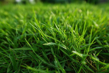Obraz premium A close-up photograph capturing the vibrant greenery of grass blades glistening in the sunlight, fostering a fresh, invigorating outdoor atmosphere.