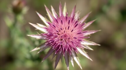 Close up photograph of a purple milk thistle flower with spiky petals in a soft green field, detailed macro shot
