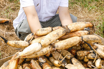 Fresh Cassava Root Harvest in Hubei, China - Quality Foodstuff