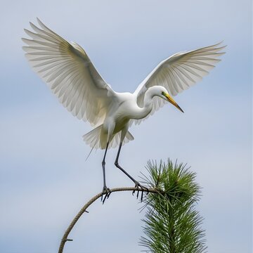 Majestic great egret with wings fully extended landing on a thin pine branch