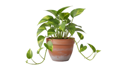 Lush green pothos plant with heart shaped leaves in a terracotta pot on white background for home decor