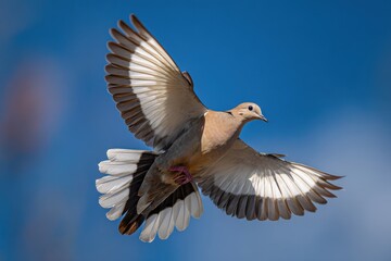 Fototapeta premium Graceful White-Winged Dove Takes Flight Against a Blue Sky