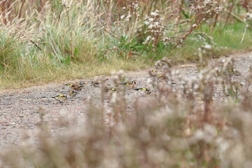 goldfinch