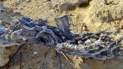 Detailed driftwood texture on sandy ground natural abstract background