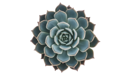 Closeup of a blue succulent plant with pointed leaves on white background