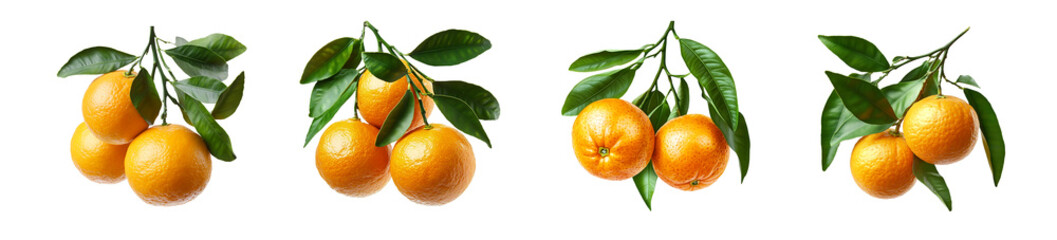 set of Three fresh Oranges on branch with green leaves on transparent background